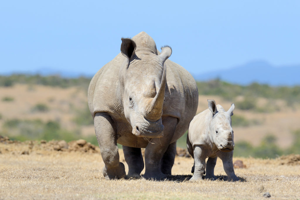 Three individuals exited the car and began to climb the fence to kill the rhinos
